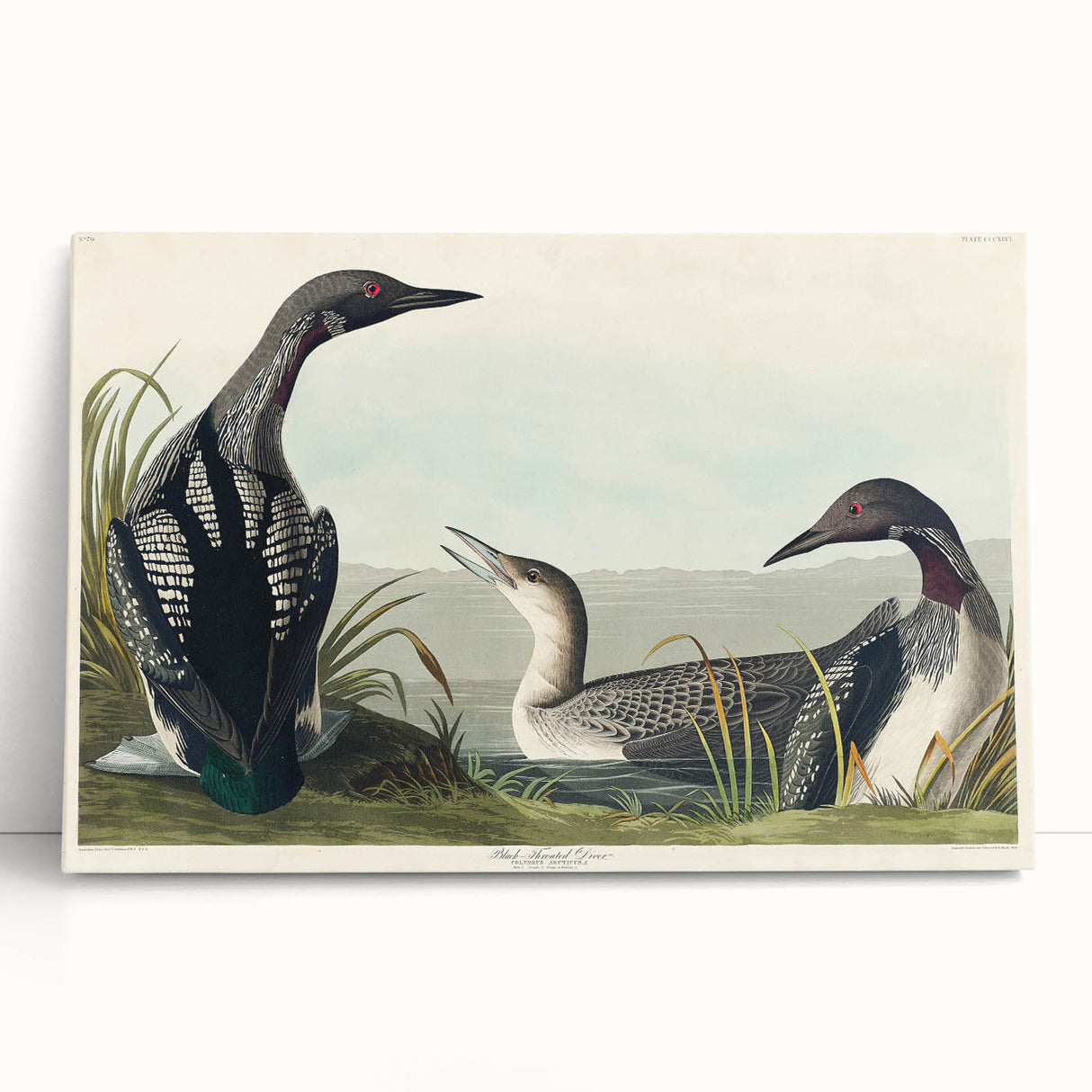 Romanticism Art: Black-Throated Diver Wall Art for Home