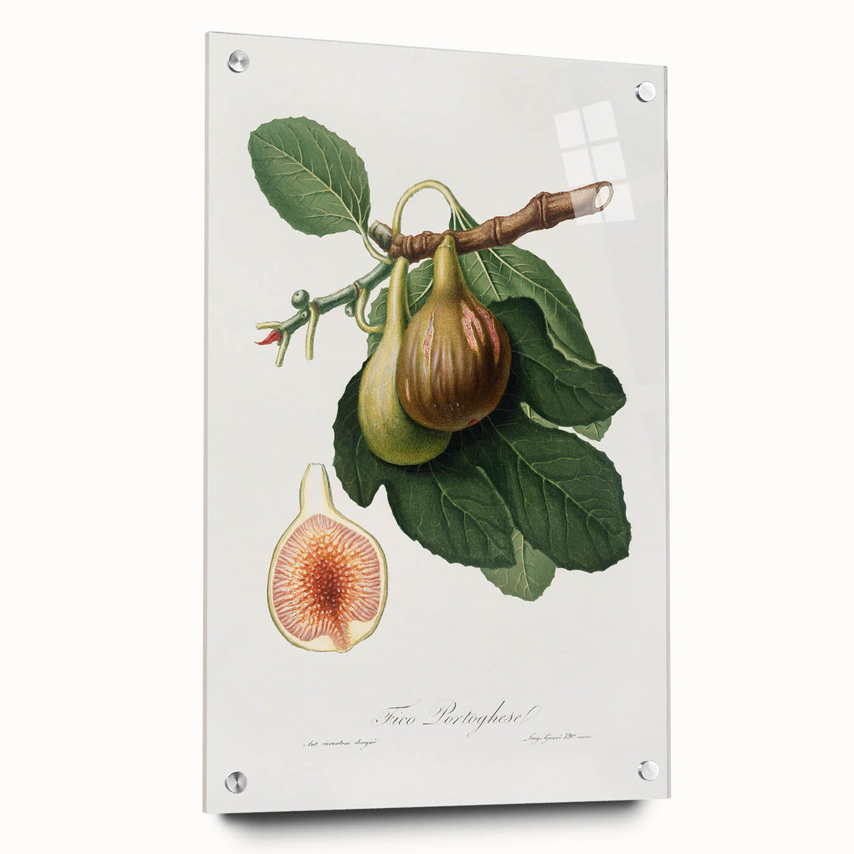 Romanticism Art: Ficus Carica Fig Botanical Wall Art