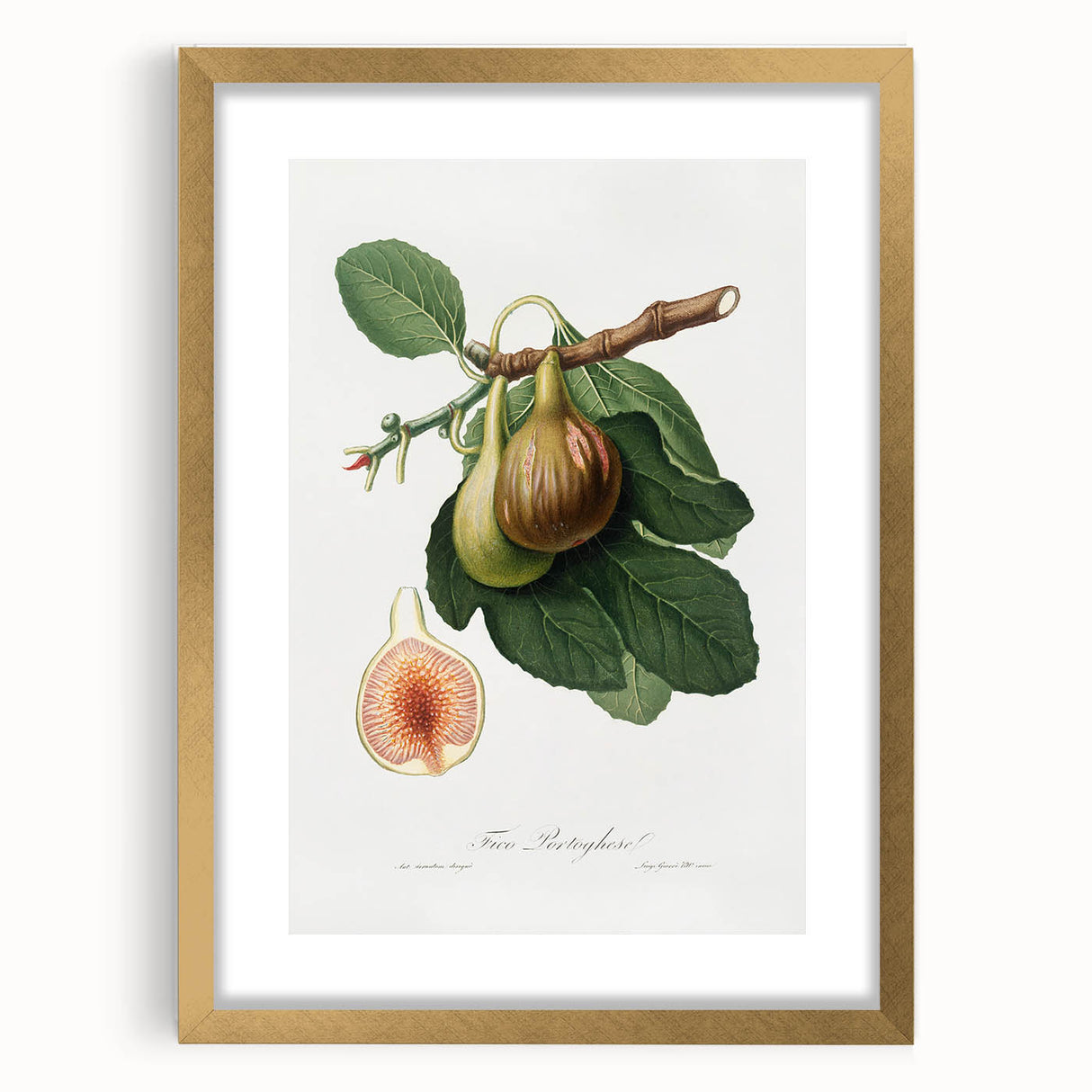 Romanticism Art: Ficus Carica Fig Botanical Wall Art
