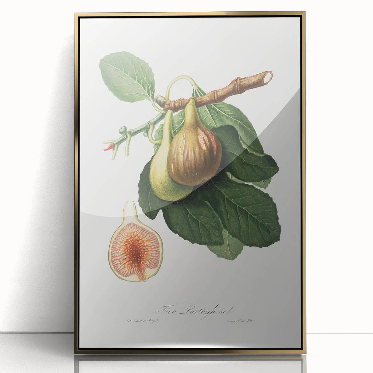 Romanticism Art: Ficus Carica Fig Botanical Wall Art