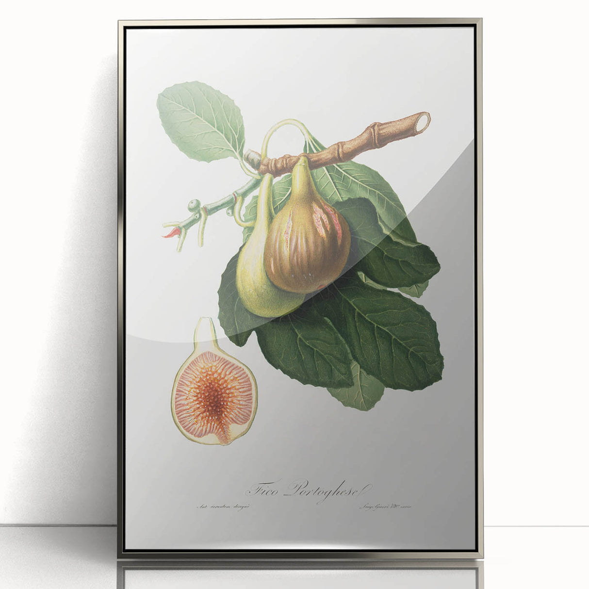 Romanticism Art: Ficus Carica Fig Botanical Wall Art