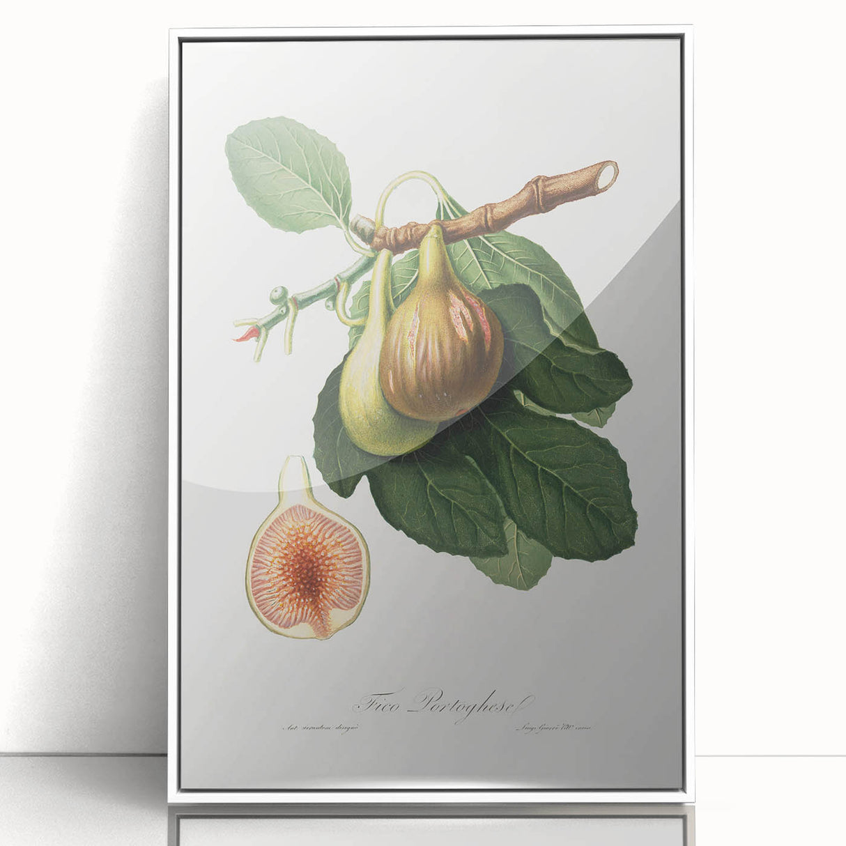 Romanticism Art: Ficus Carica Fig Botanical Wall Art