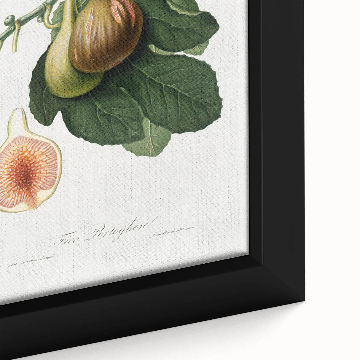 Romanticism Art: Ficus Carica Fig Botanical Wall Art