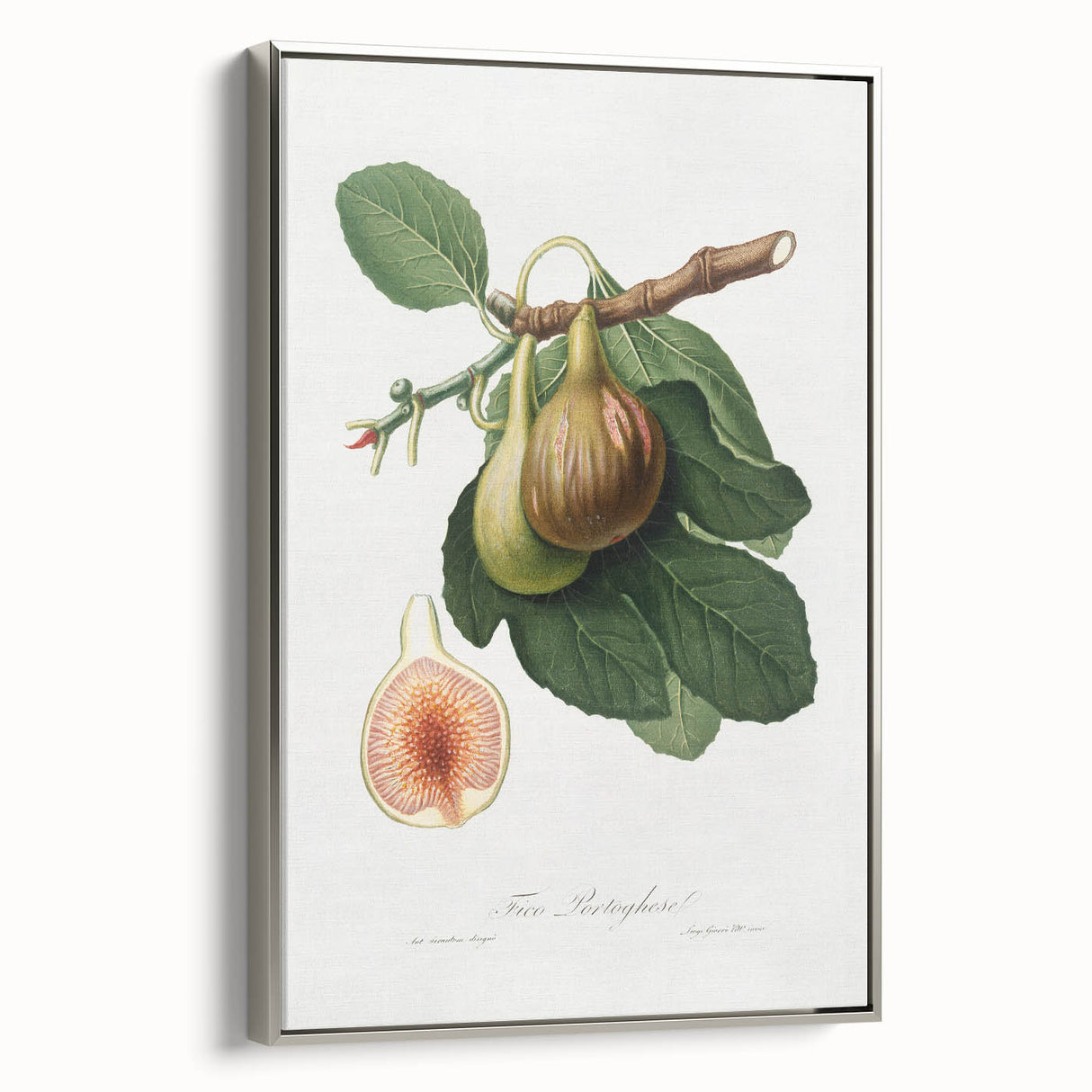 Romanticism Art: Ficus Carica Fig Botanical Wall Art