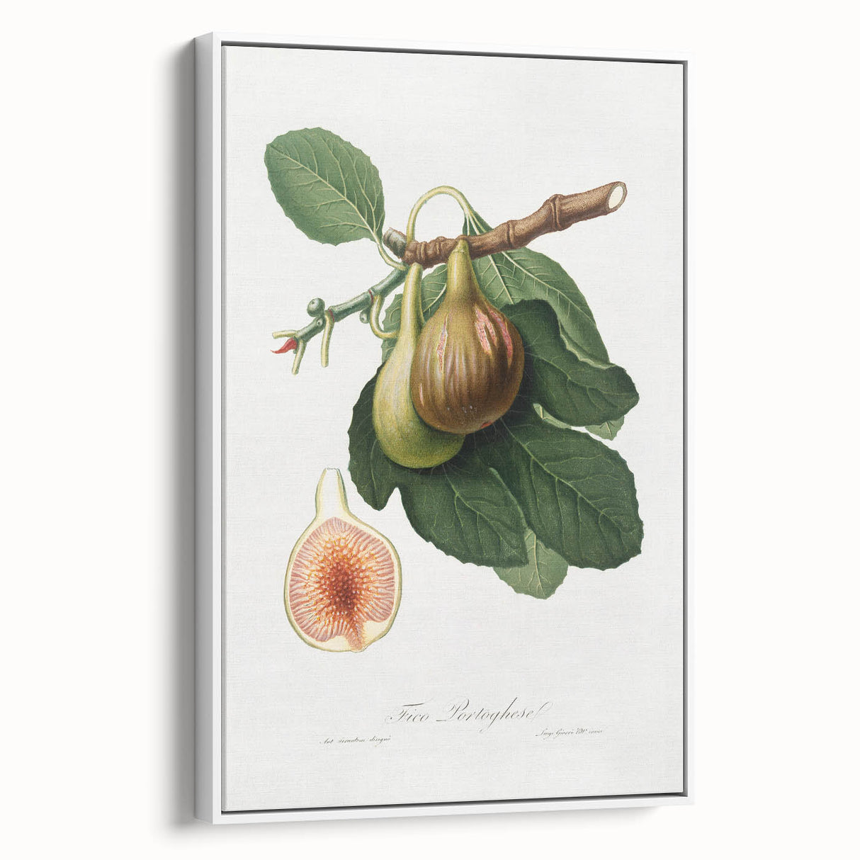 Romanticism Art: Ficus Carica Fig Botanical Wall Art