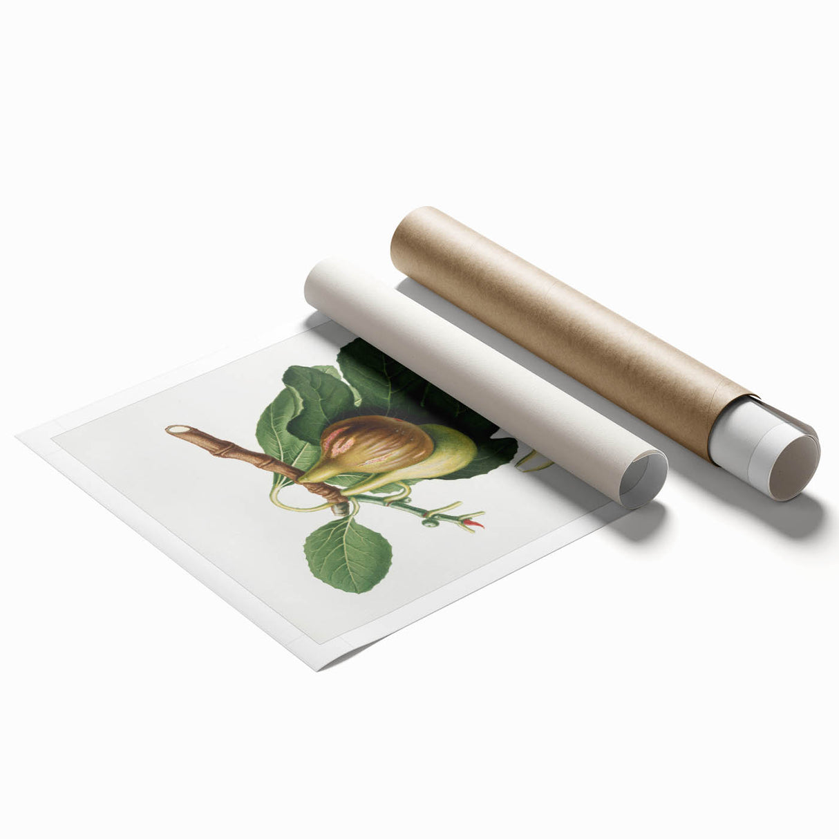 Romanticism Art: Ficus Carica Fig Botanical Wall Art