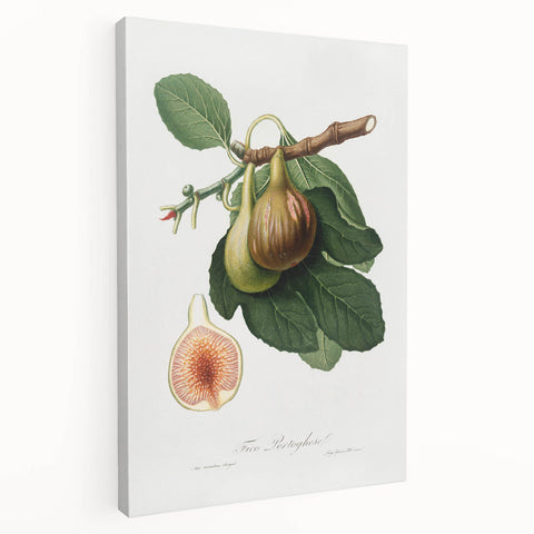 Romanticism Art: Ficus Carica Fig Botanical Wall Art