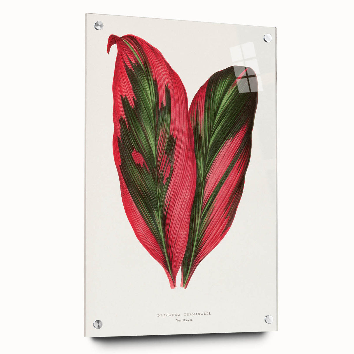 Romanticism Art: Dracaena Terminalis Pink Botanical Wall Art