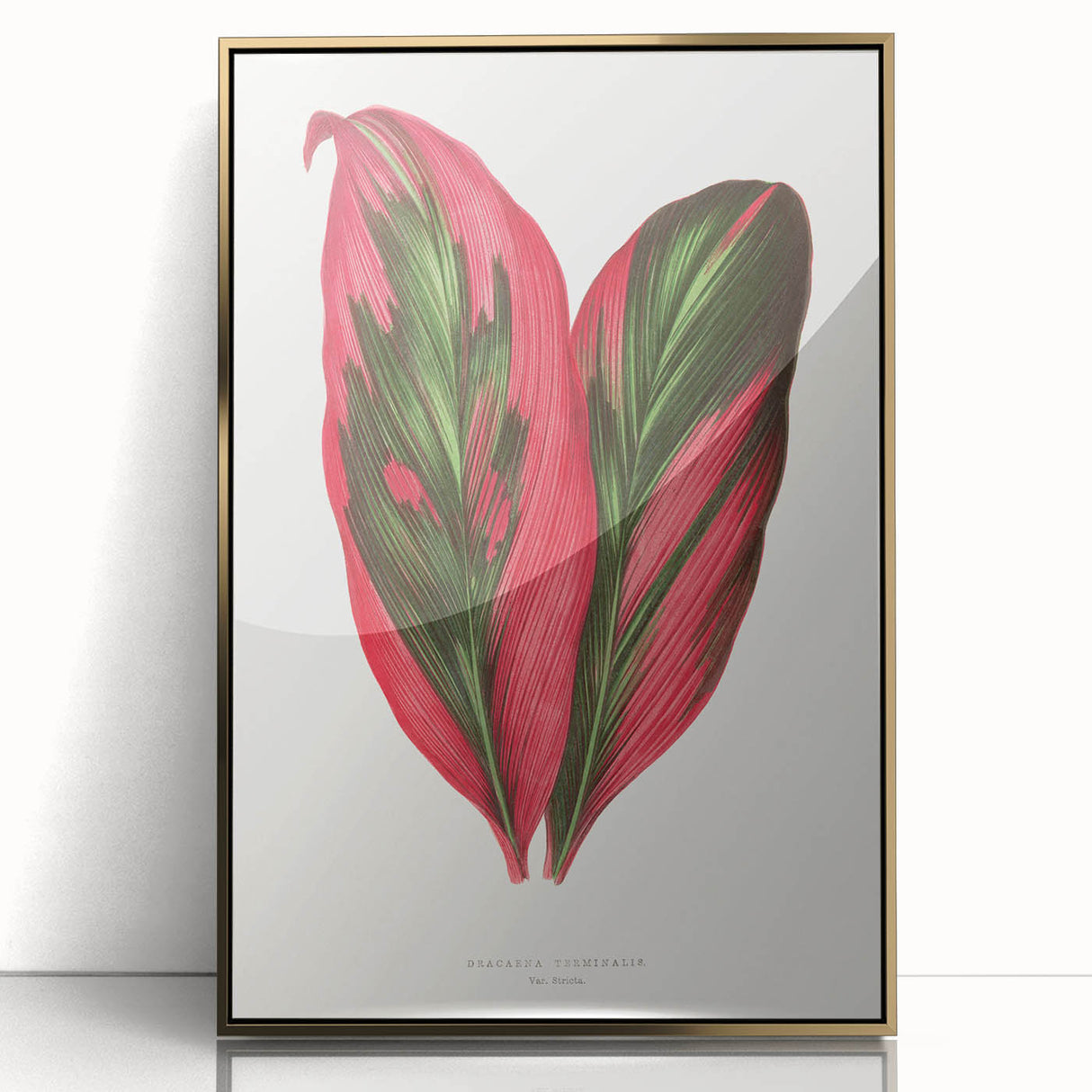 Romanticism Art: Dracaena Terminalis Pink Botanical Wall Art