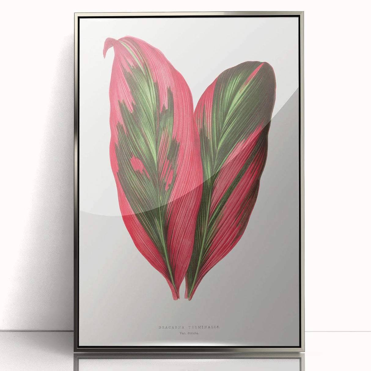 Romanticism Art: Dracaena Terminalis Pink Botanical Wall Art