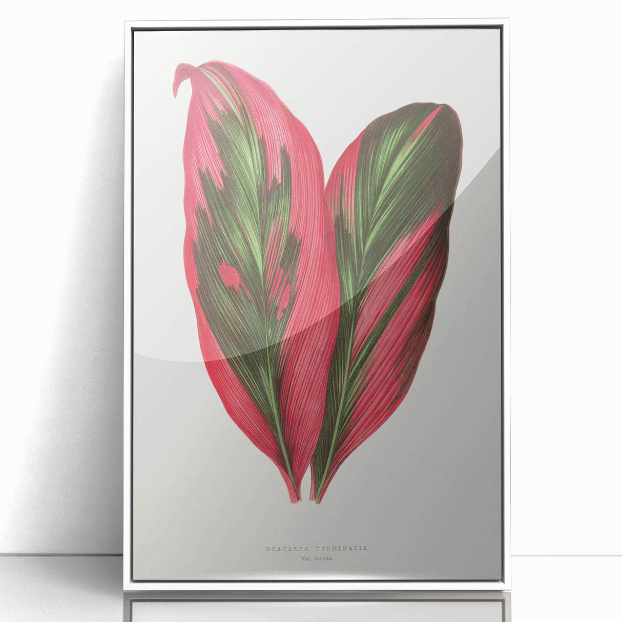 Romanticism Art: Dracaena Terminalis Pink Botanical Wall Art