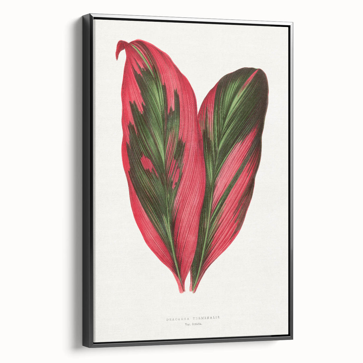 Romanticism Art: Dracaena Terminalis Pink Botanical Wall Art