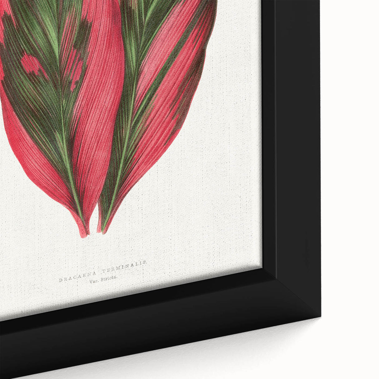 Romanticism Art: Dracaena Terminalis Pink Botanical Wall Art