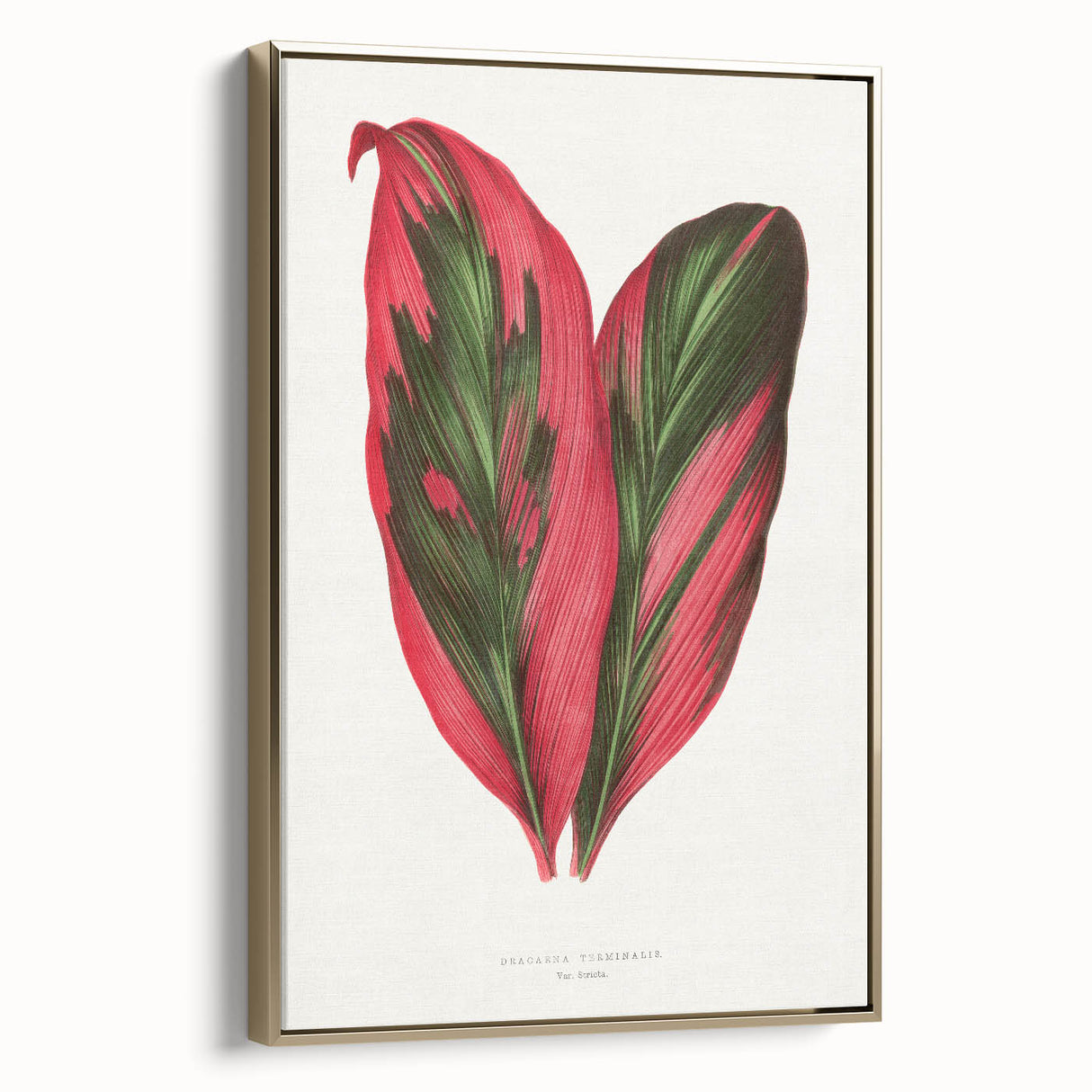 Romanticism Art: Dracaena Terminalis Pink Botanical Wall Art