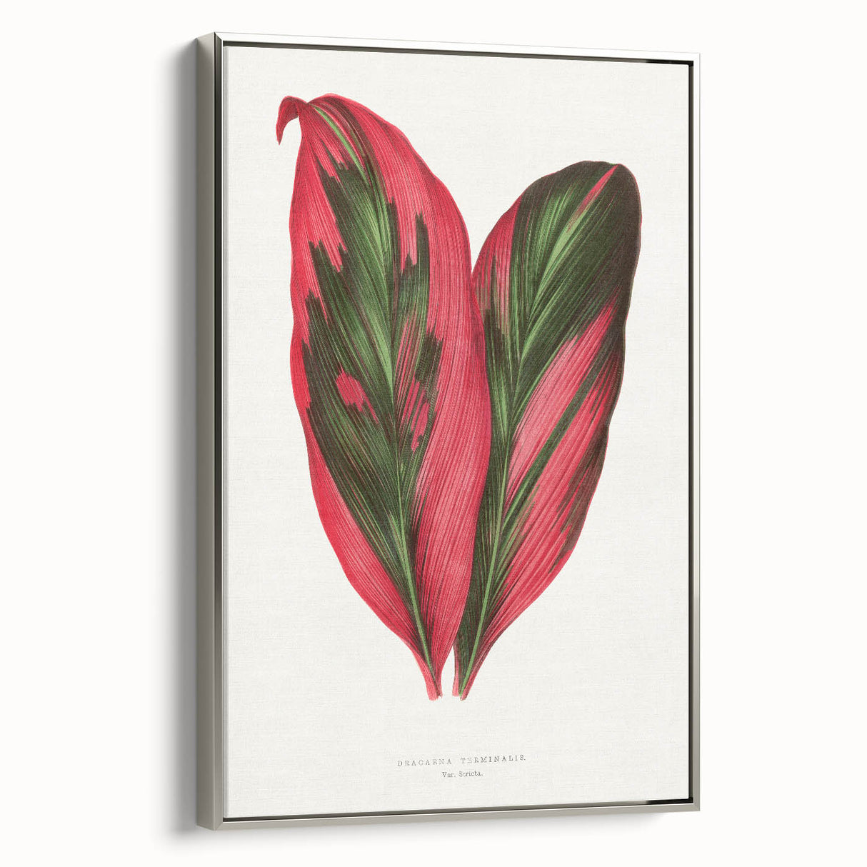 Romanticism Art: Dracaena Terminalis Pink Botanical Wall Art