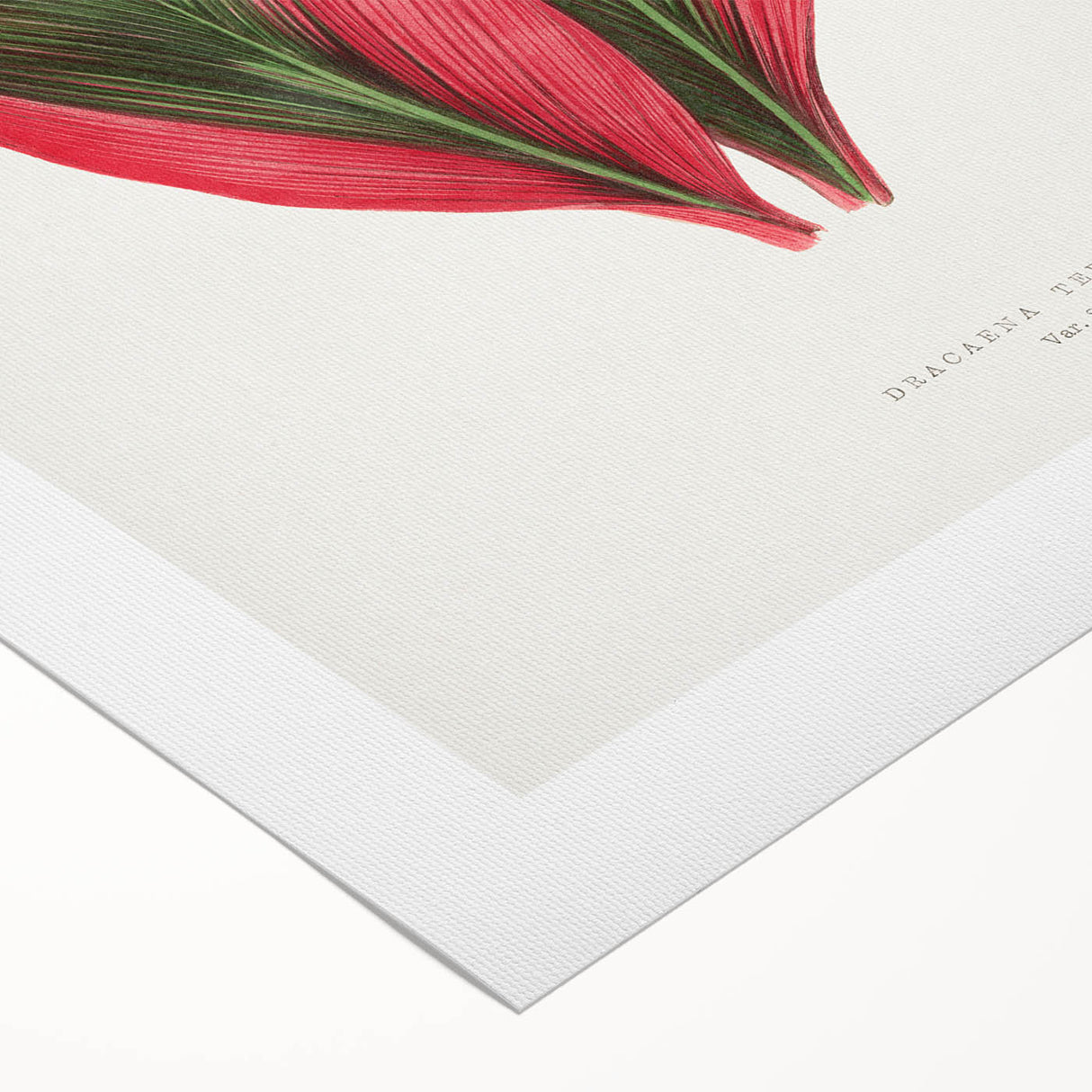 Romanticism Art: Dracaena Terminalis Pink Botanical Wall Art