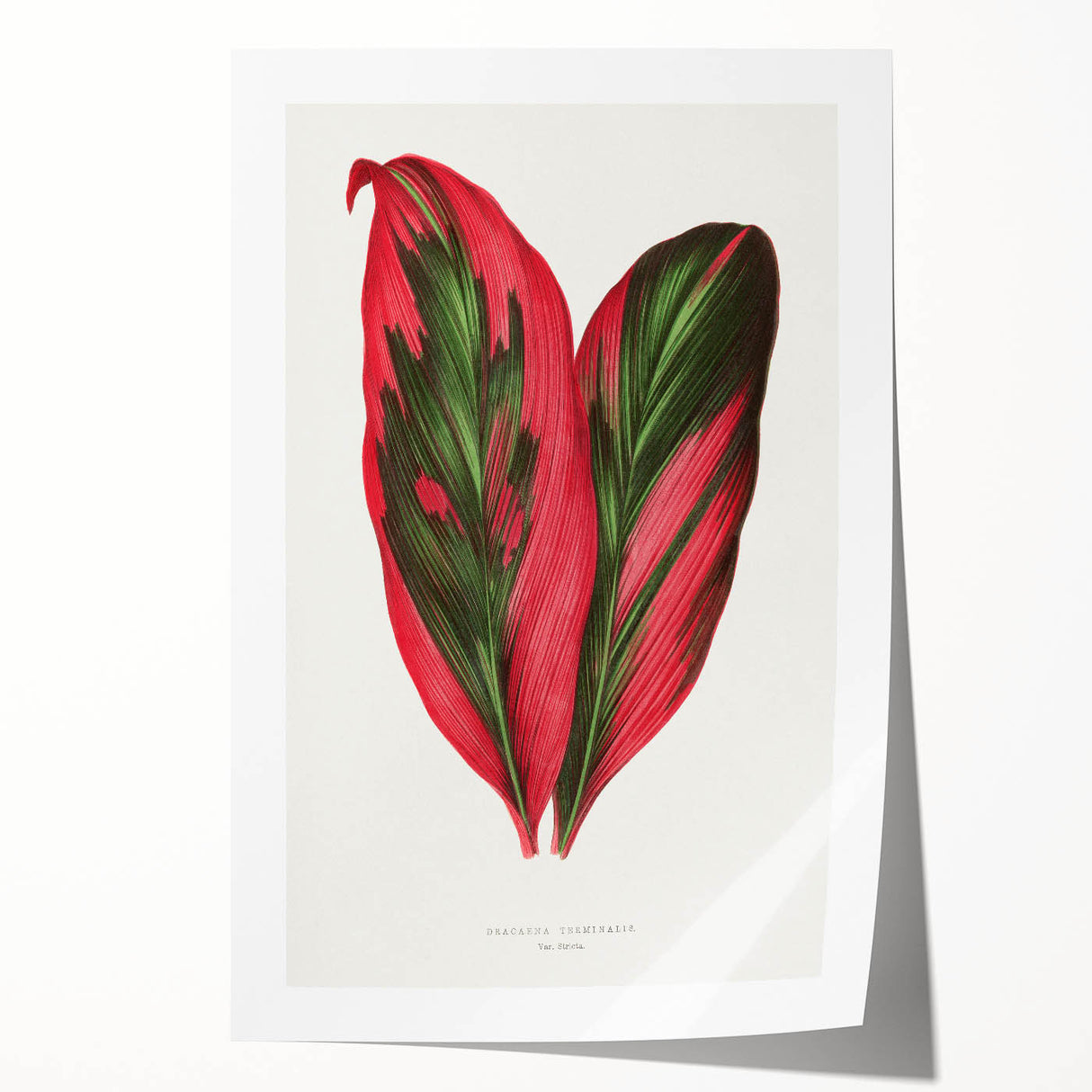 Romanticism Art: Dracaena Terminalis Pink Botanical Wall Art