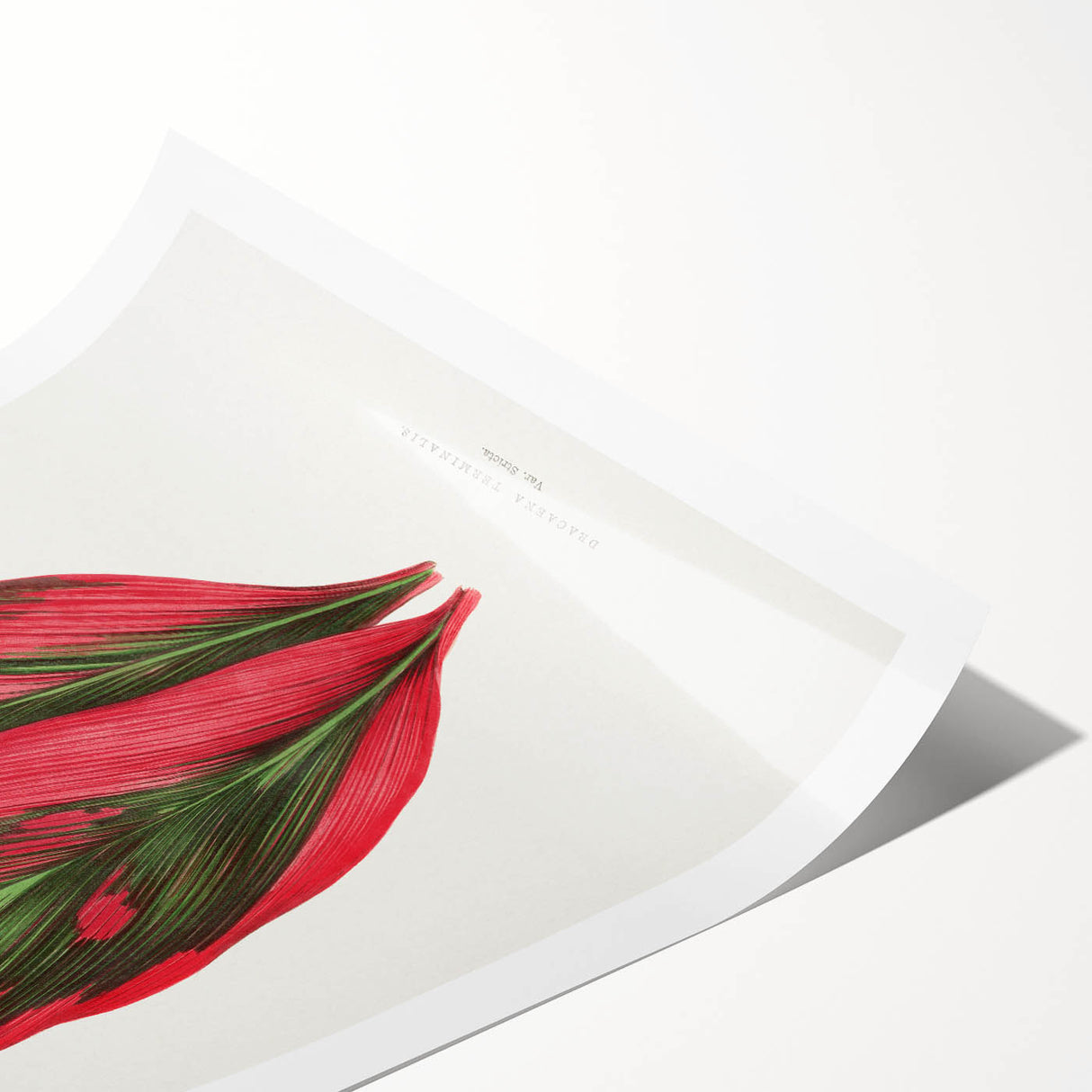 Romanticism Art: Dracaena Terminalis Pink Botanical Wall Art