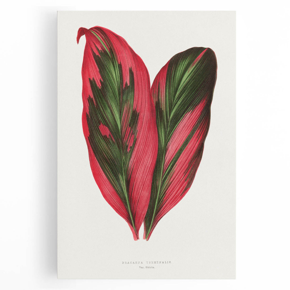 Romanticism Art: Dracaena Terminalis Pink Botanical Wall Art