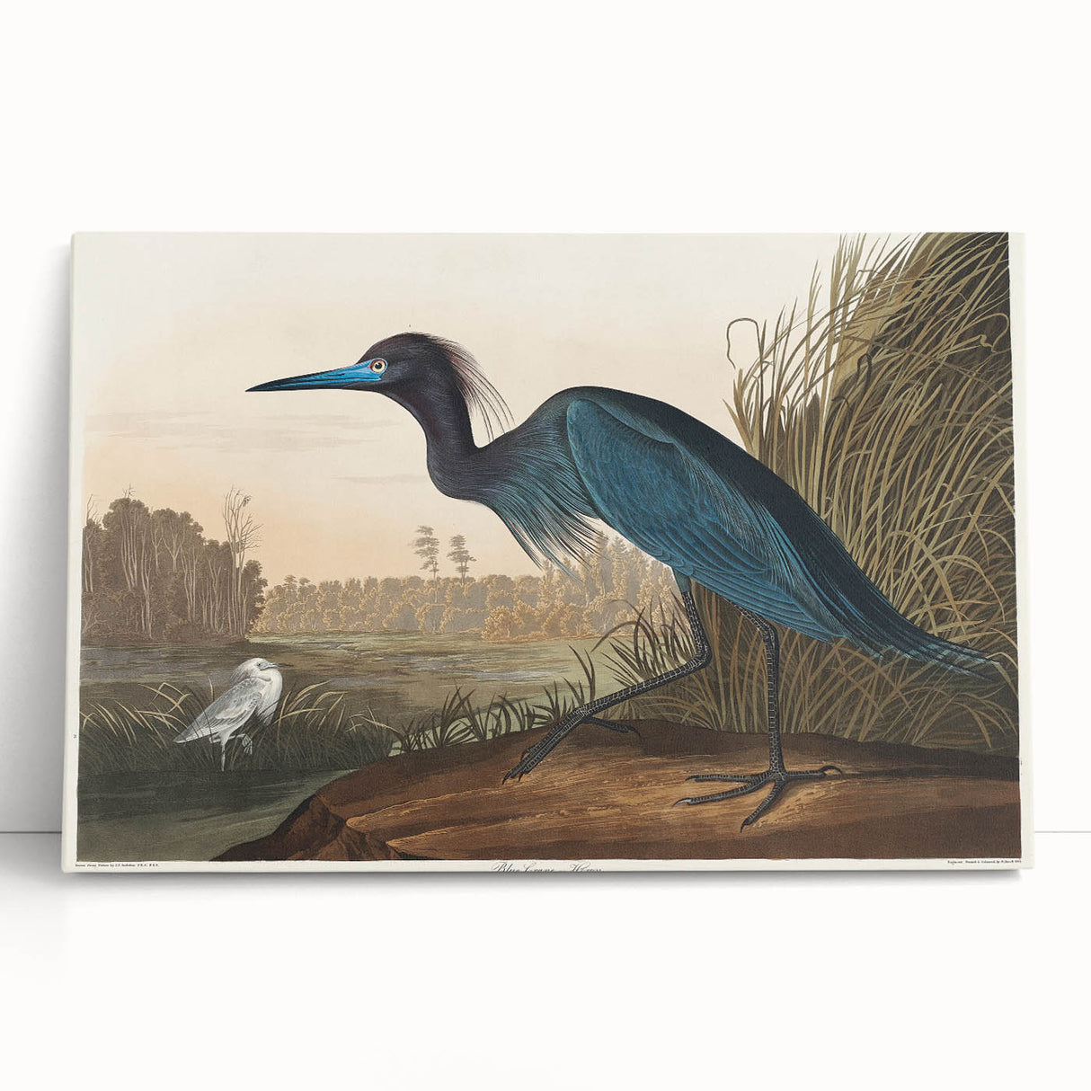 Blue Crane Heron Romanticism Art - Historical Romantic Canvas Print