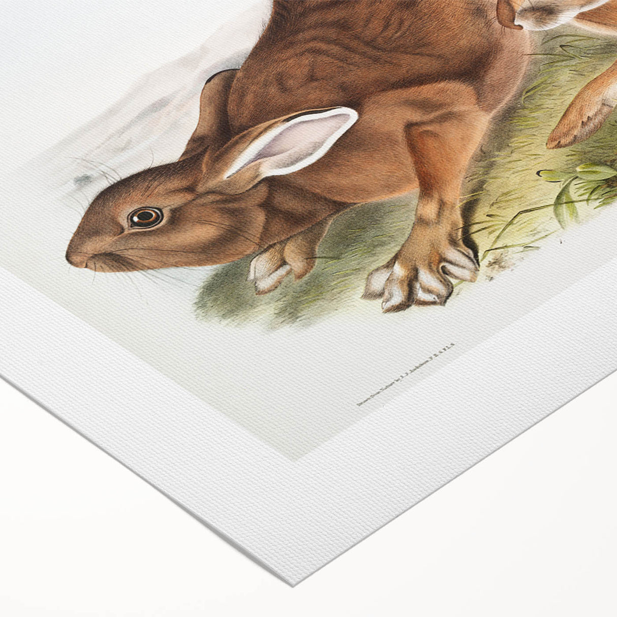 Romanticism Art: Northern Hares - Classic Romantic Wildlife Canvas