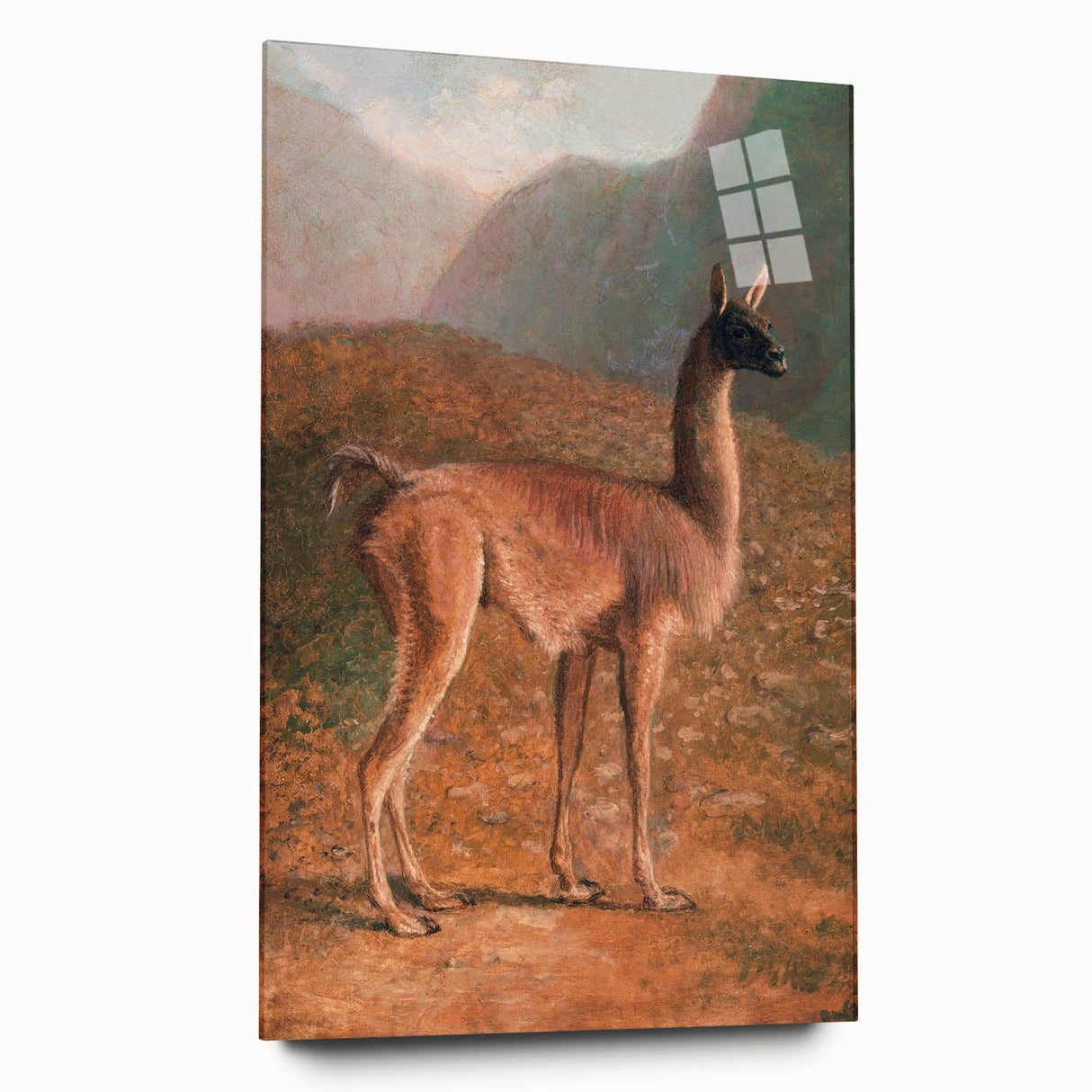 Romanticism Art: Guanaco by Agasse - Classic Wildlife Canvas Print