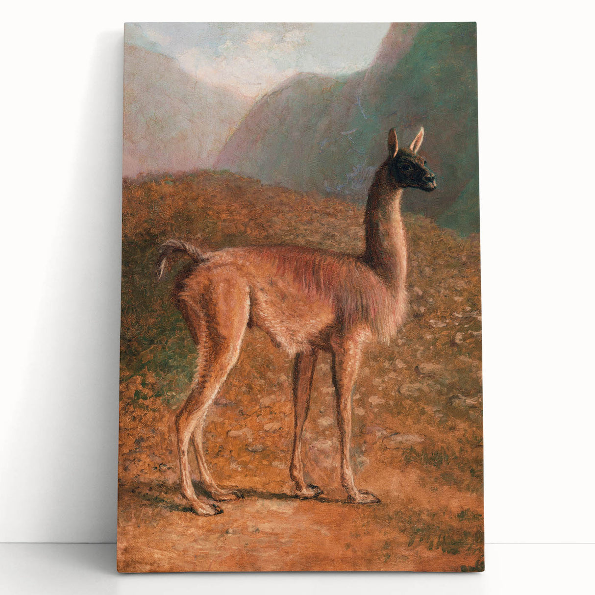 Romanticism Art: Guanaco by Agasse - Classic Wildlife Canvas Print