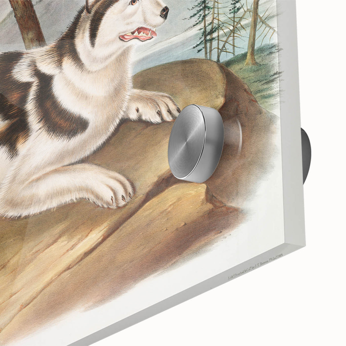 Romanticism Art: Hare Indian Dog by Audubon - Wildlife Canvas Print