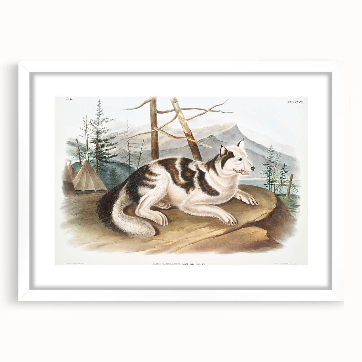Romanticism Art: Hare Indian Dog by Audubon - Wildlife Canvas Print