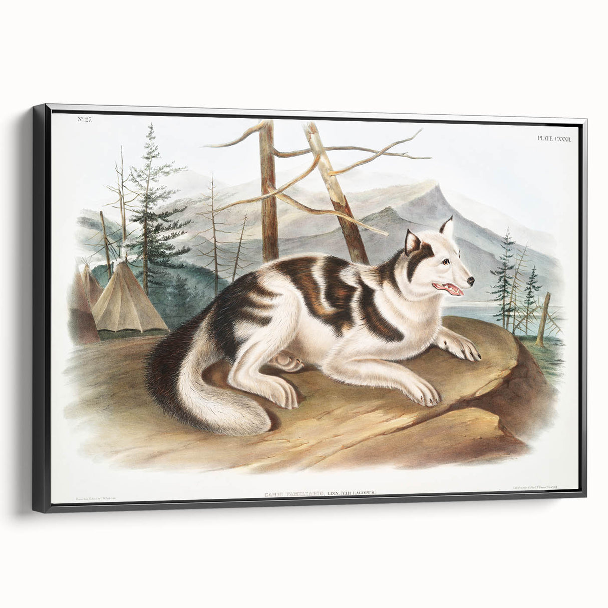 Romanticism Art: Hare Indian Dog by Audubon - Wildlife Canvas Print