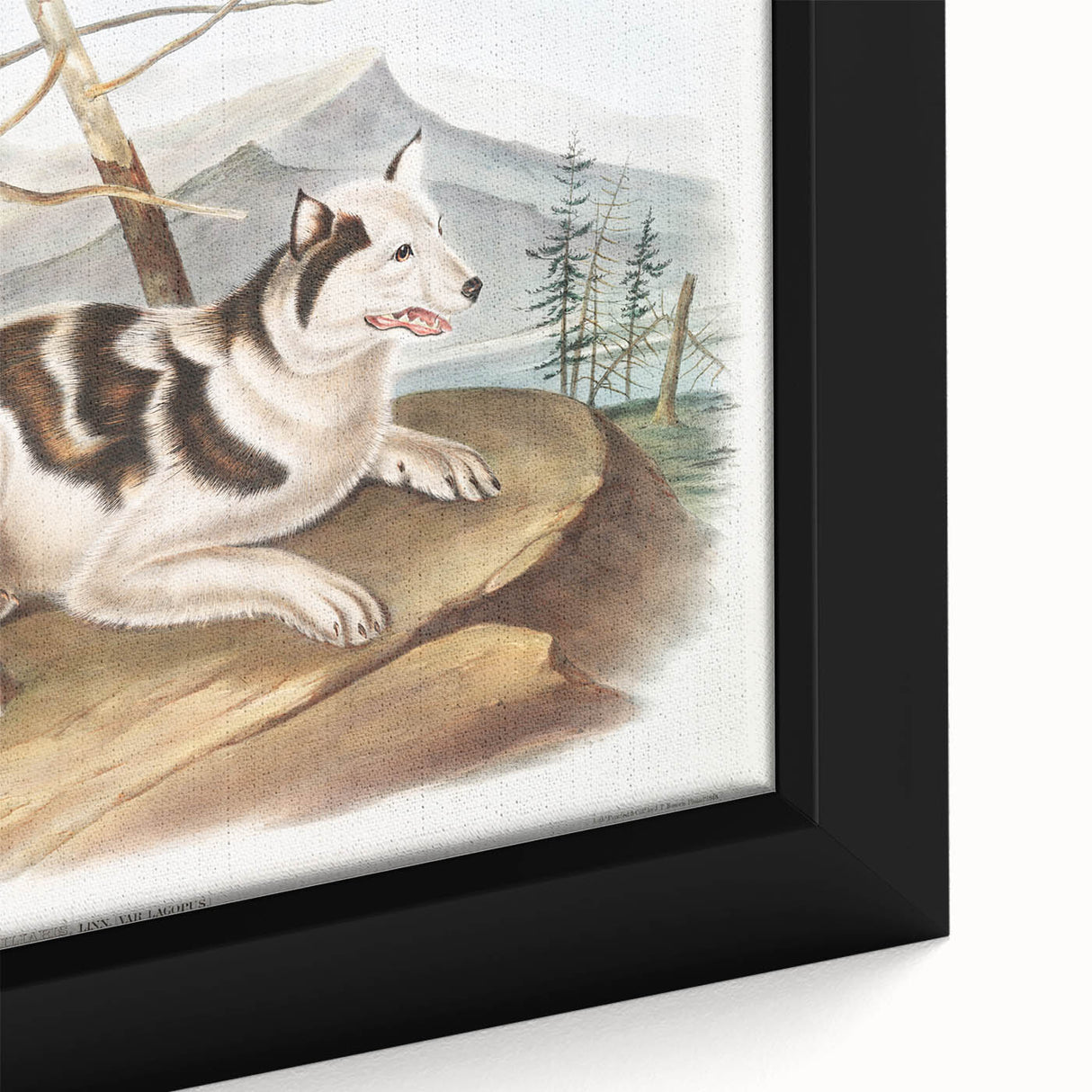 Romanticism Art: Hare Indian Dog by Audubon - Wildlife Canvas Print