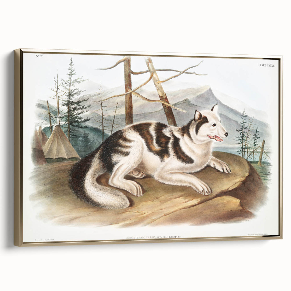 Romanticism Art: Hare Indian Dog by Audubon - Wildlife Canvas Print