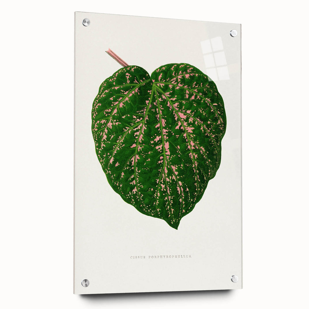 Romanticism Art: Cissus Porphyrophyllus Leaf - Botanical Canvas Print