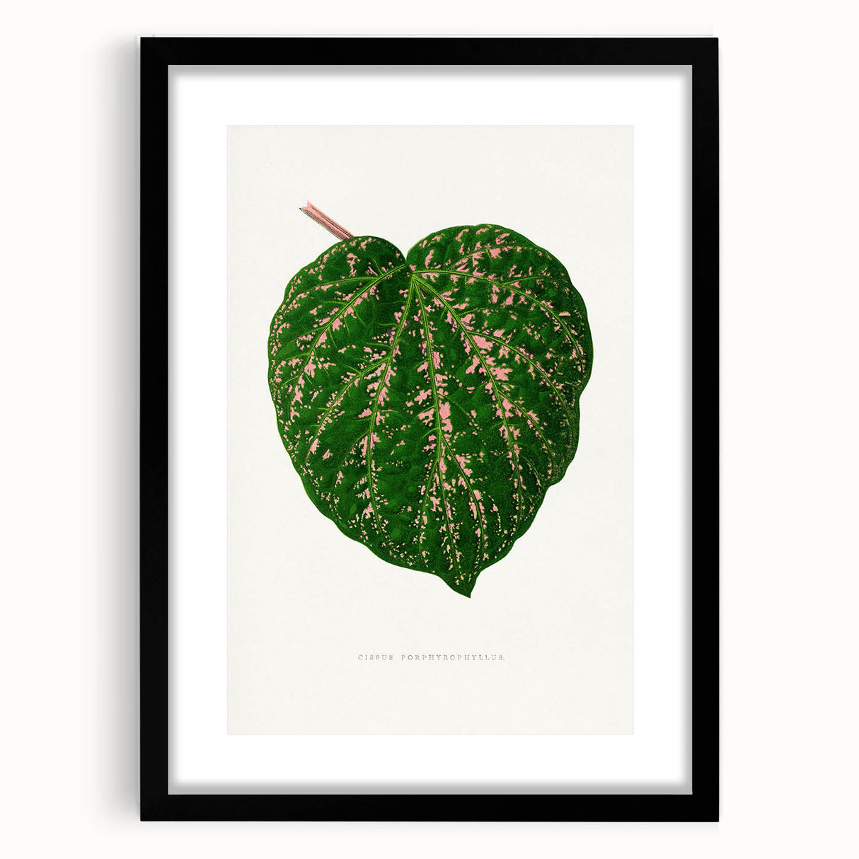 Romanticism Art: Cissus Porphyrophyllus Leaf - Botanical Canvas Print