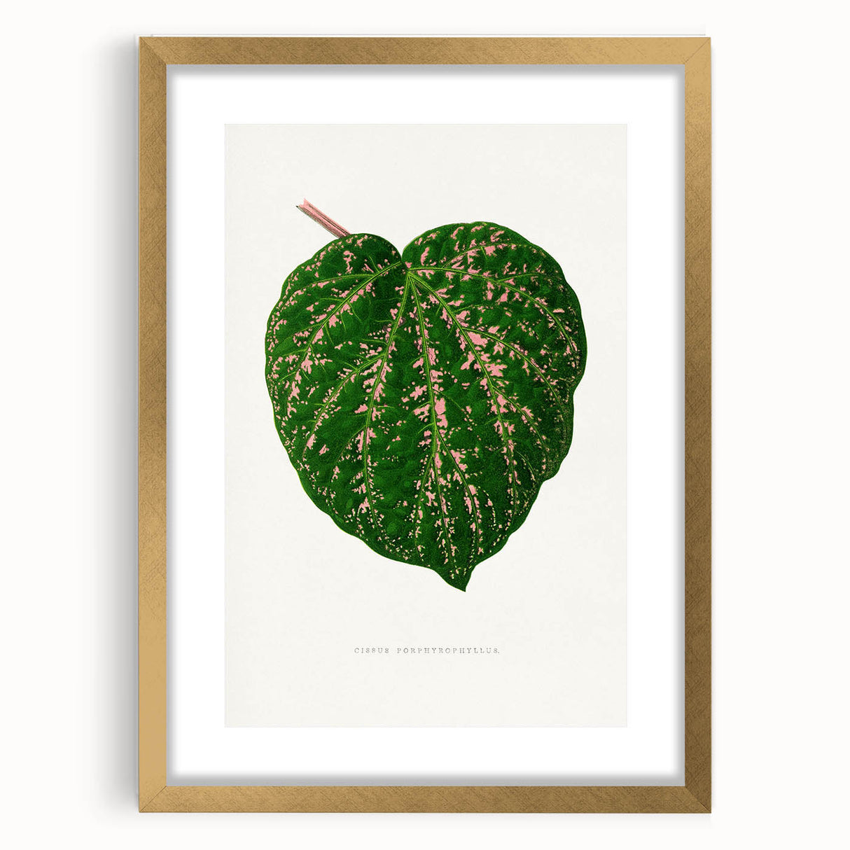 Romanticism Art: Cissus Porphyrophyllus Leaf - Botanical Canvas Print