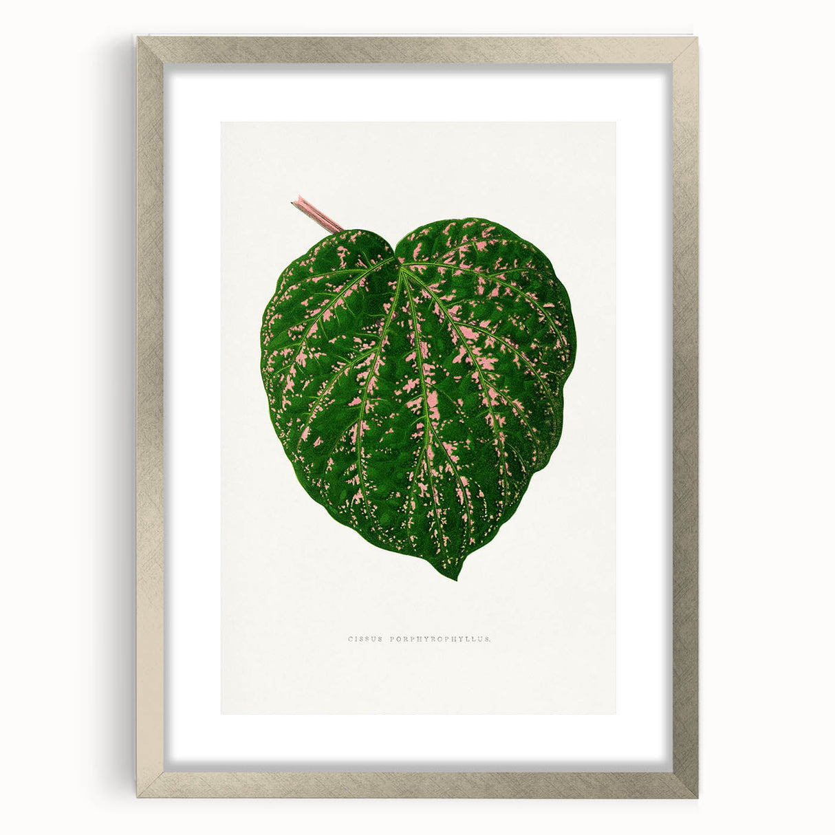 Romanticism Art: Cissus Porphyrophyllus Leaf - Botanical Canvas Print
