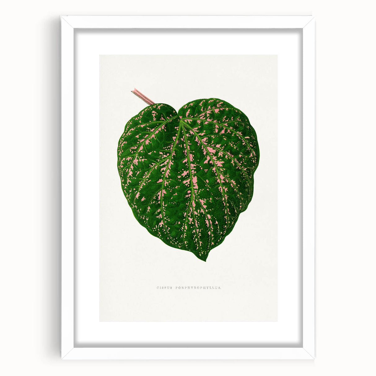 Romanticism Art: Cissus Porphyrophyllus Leaf - Botanical Canvas Print