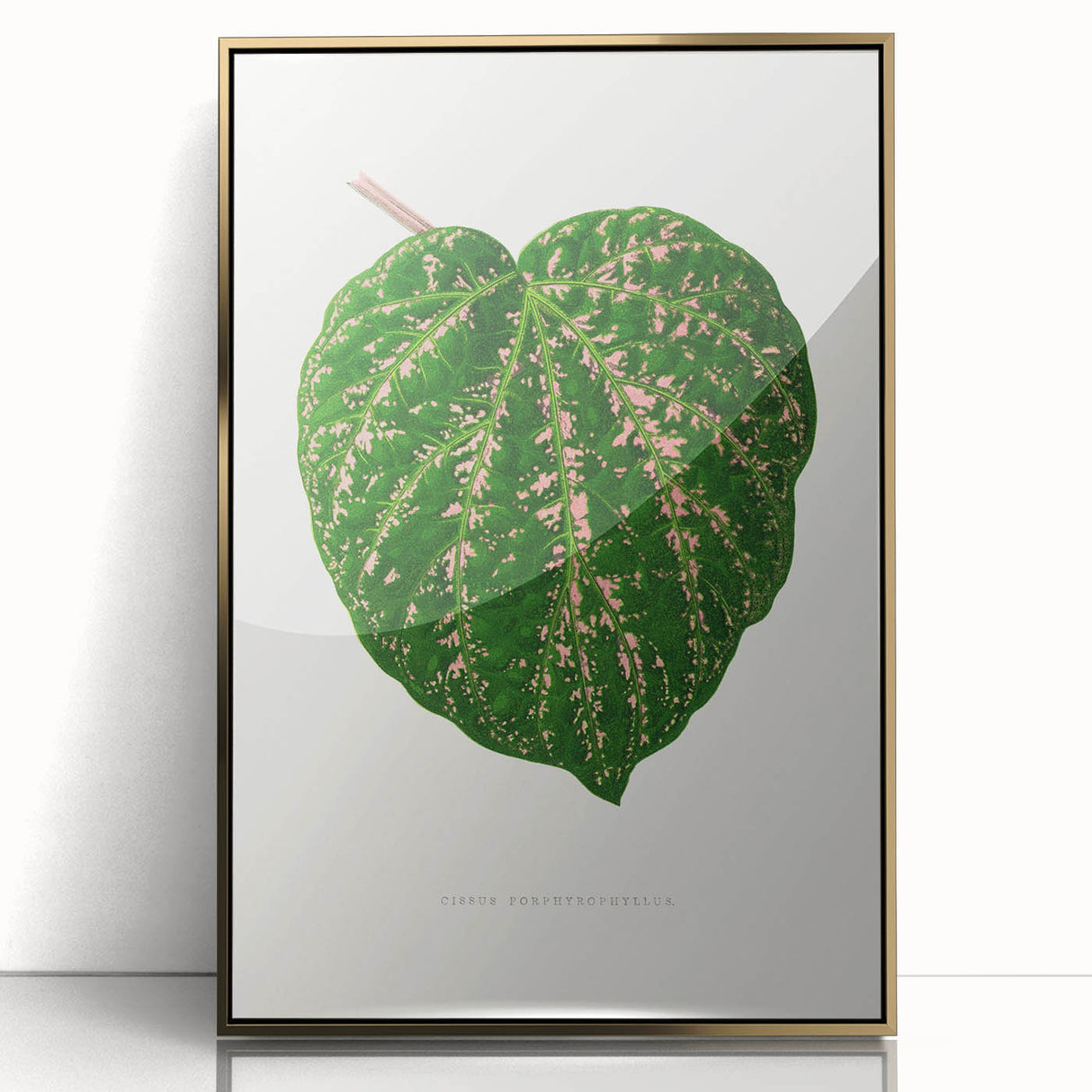 Romanticism Art: Cissus Porphyrophyllus Leaf - Botanical Canvas Print