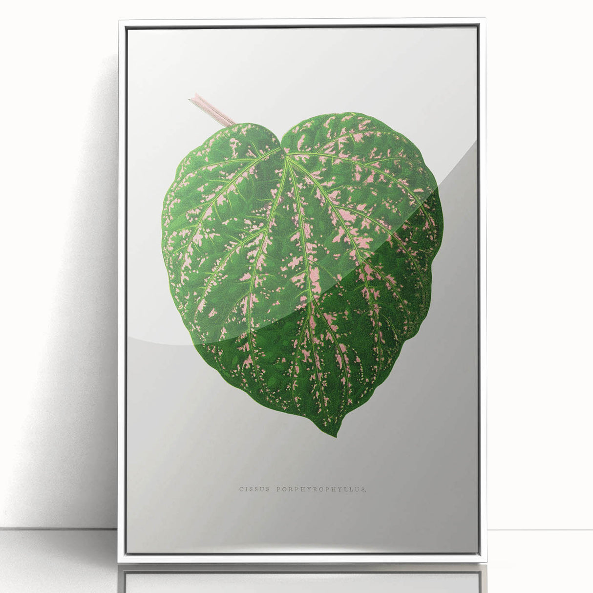Romanticism Art: Cissus Porphyrophyllus Leaf - Botanical Canvas Print