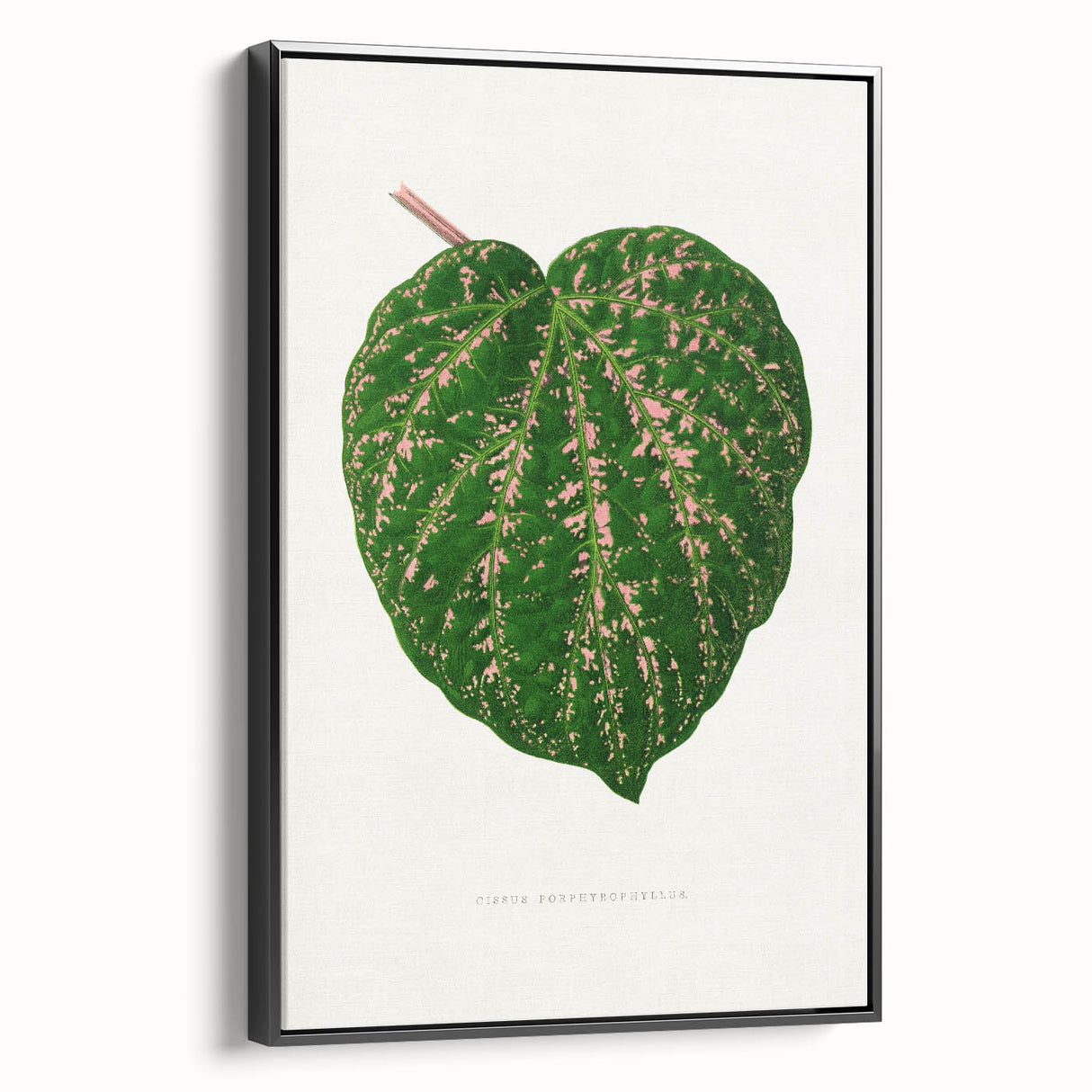 Romanticism Art: Cissus Porphyrophyllus Leaf - Botanical Canvas Print
