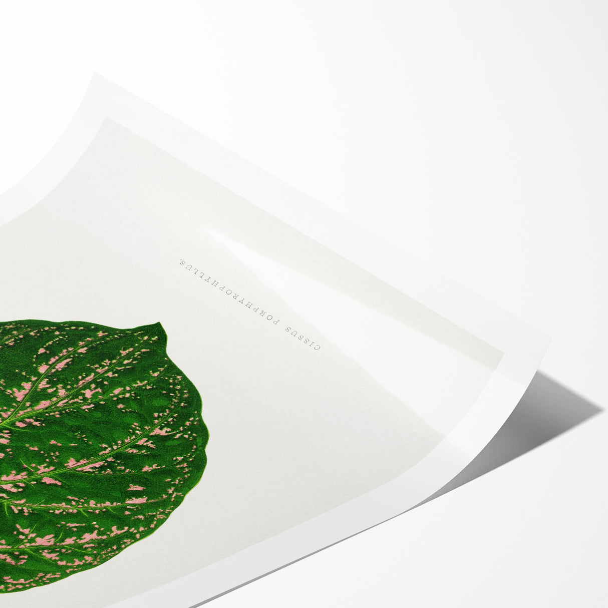 Romanticism Art: Cissus Porphyrophyllus Leaf - Botanical Canvas Print