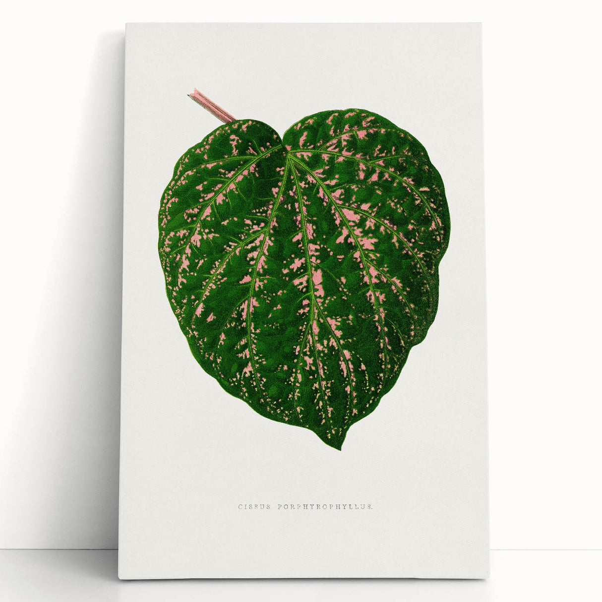 Romanticism Art: Cissus Porphyrophyllus Leaf - Botanical Canvas Print