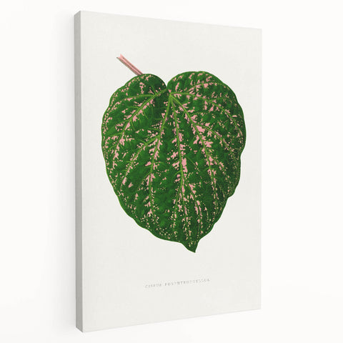 Romanticism Art: Cissus Porphyrophyllus Leaf - Botanical Canvas Print