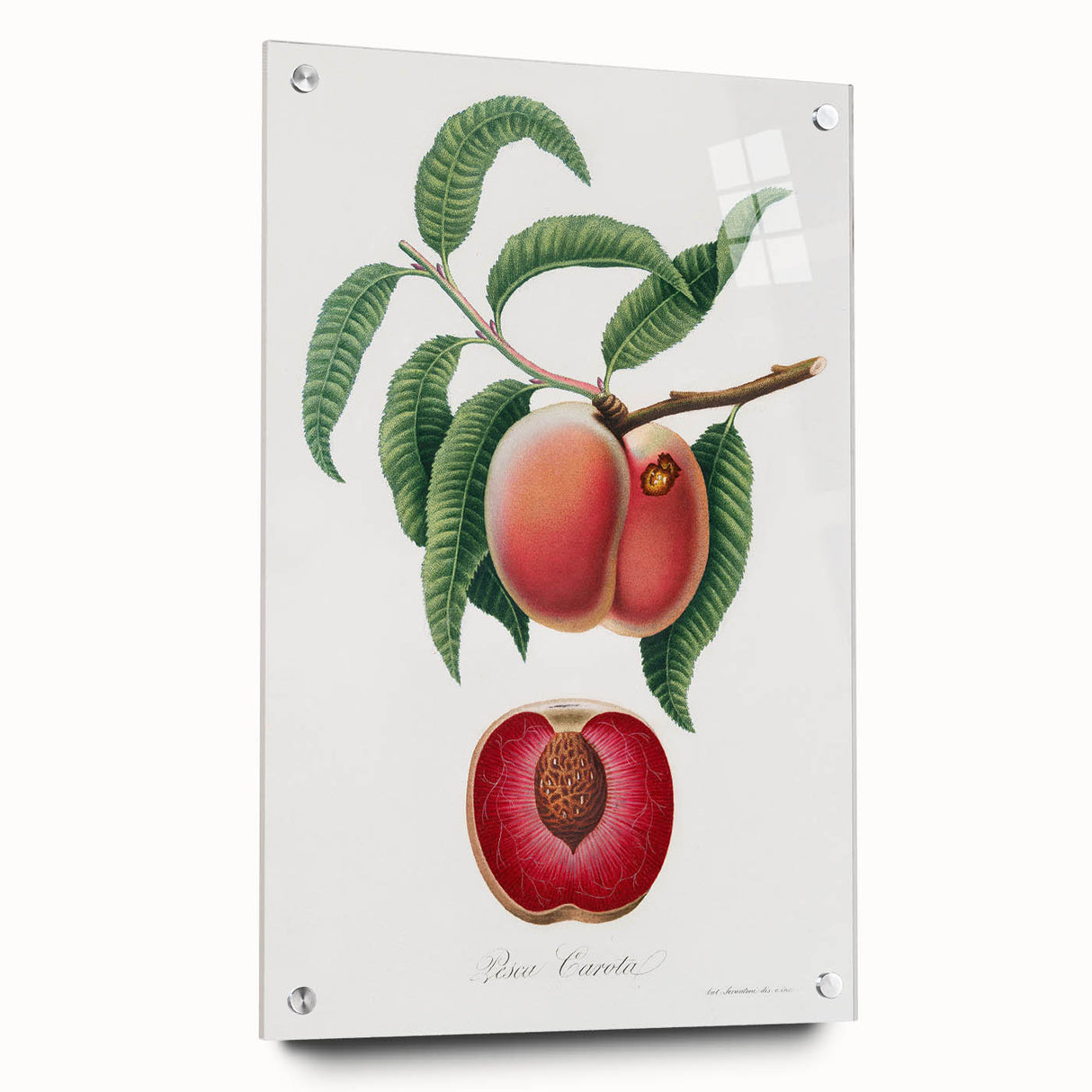 Romanticism Art: Carrot Peach by Gallesio - Botanical Canvas Print