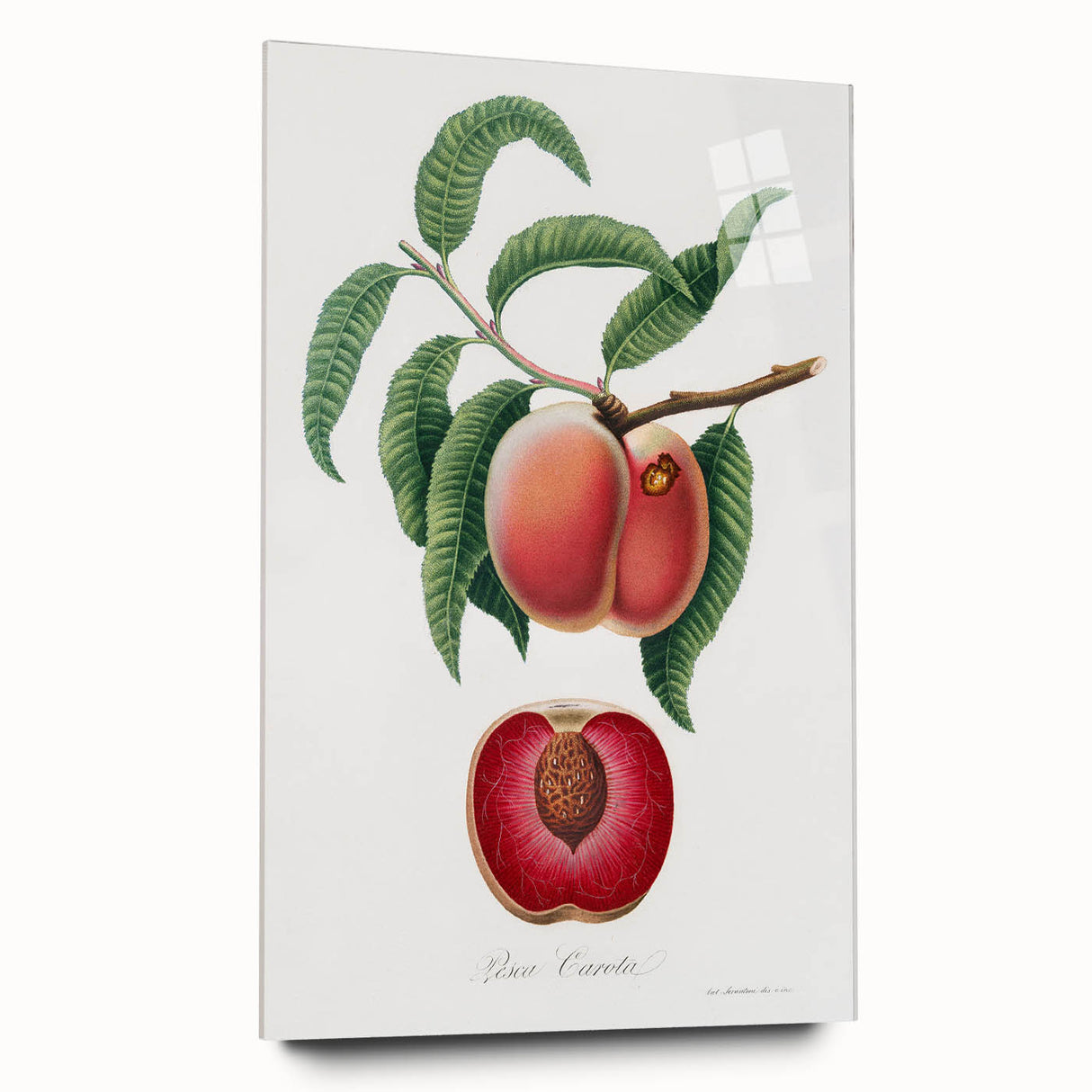 Romanticism Art: Carrot Peach by Gallesio - Botanical Canvas Print