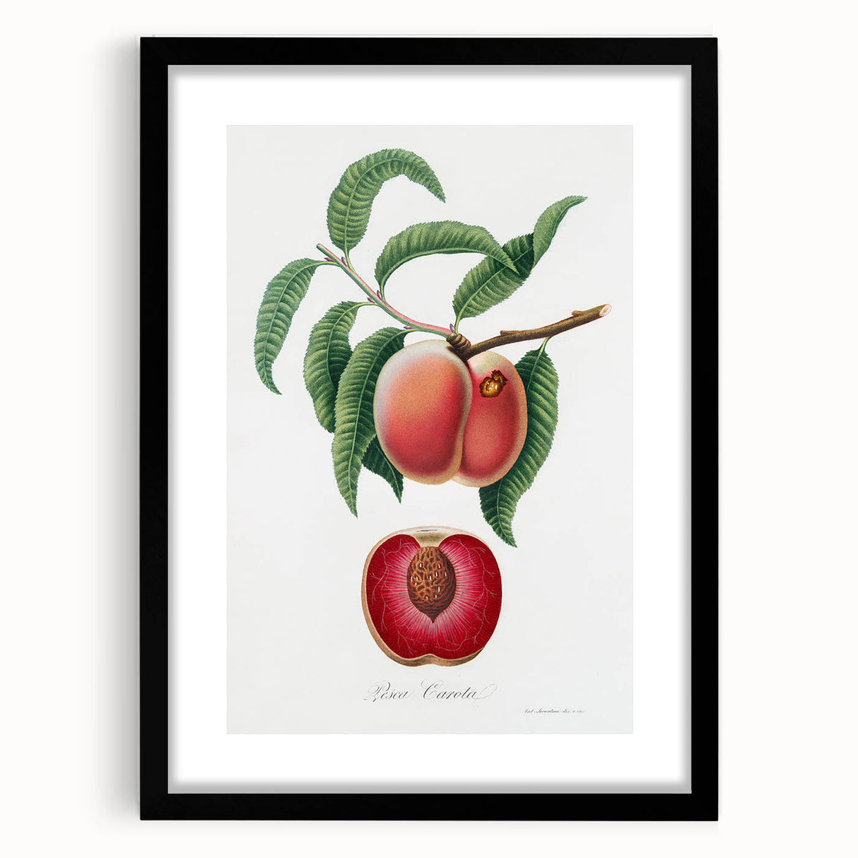 Romanticism Art: Carrot Peach by Gallesio - Botanical Canvas Print