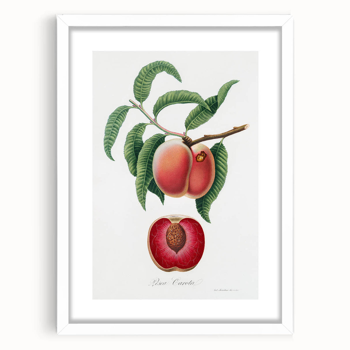 Romanticism Art: Carrot Peach by Gallesio - Botanical Canvas Print