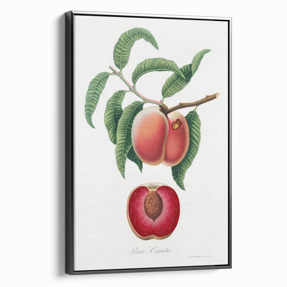 Romanticism Art: Carrot Peach by Gallesio - Botanical Canvas Print