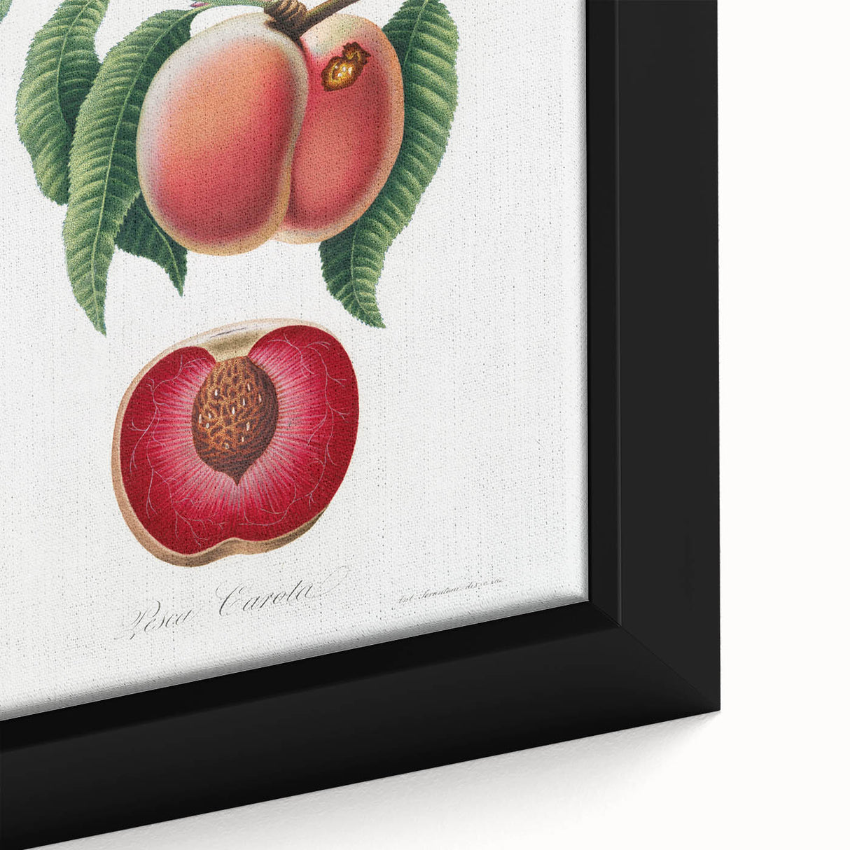Romanticism Art: Carrot Peach by Gallesio - Botanical Canvas Print