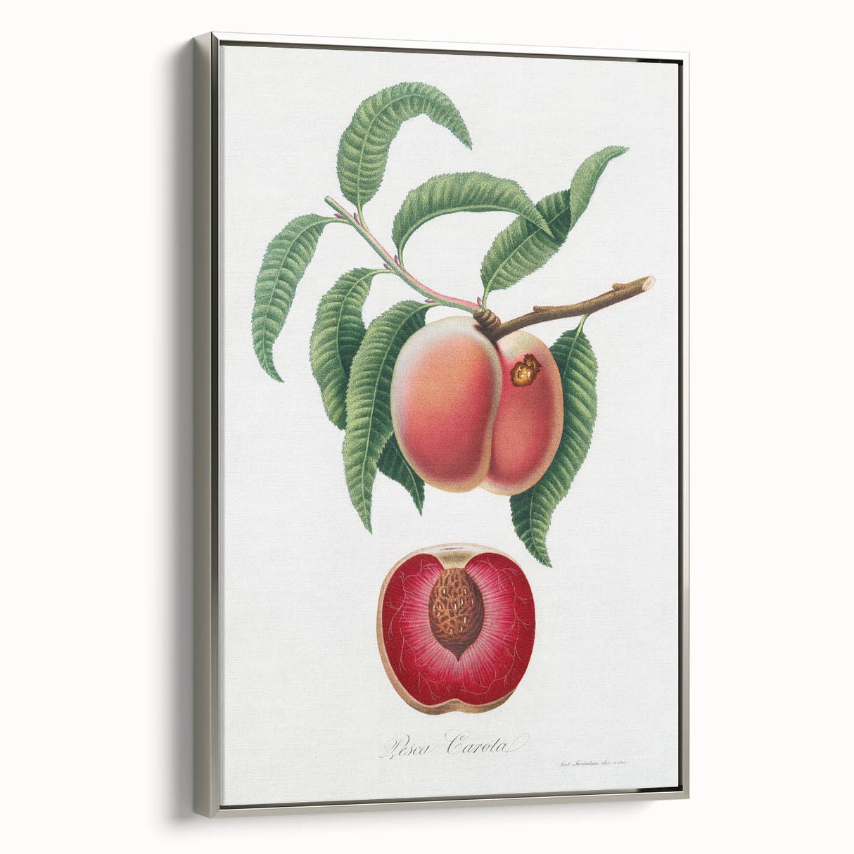 Romanticism Art: Carrot Peach by Gallesio - Botanical Canvas Print